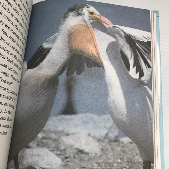 Getting To Know Nature's Children, Set of 3 Scholastic Hardcover Animals Kids - Picture 8 of 9